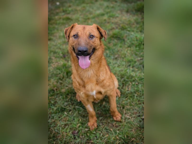 BENNY - der aufgeschlossene Rüde möchte so gern dein vierbeiniger Begleiter sein!