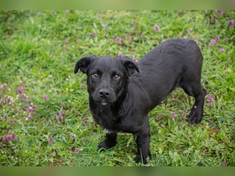 Welpe DIX - wenn ich groß bin möchte ich ein richtiger Familienhund sein!