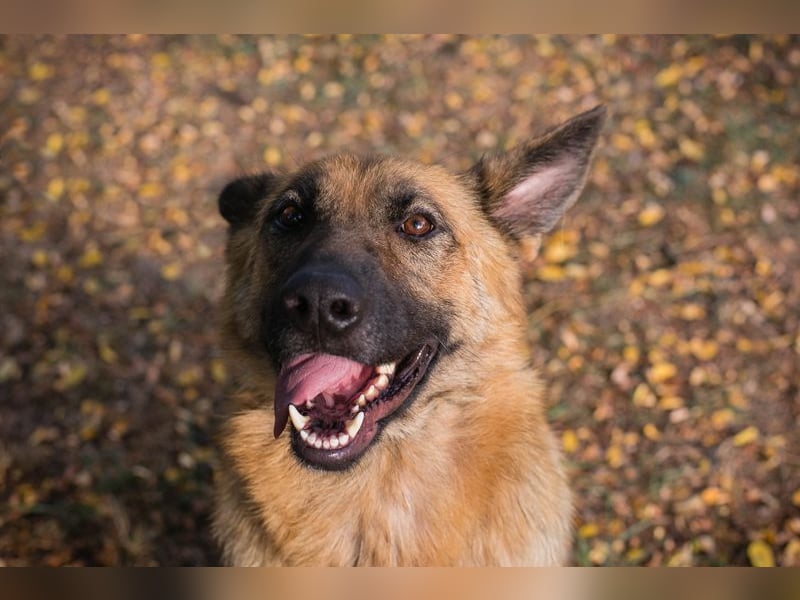 FENTE - die aktive Hündin freut sich auf tolle Abenteuer mit einer unternehmungslustigen Familie