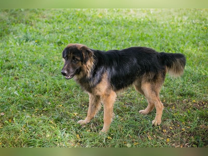 ERWIN - freundlicher und verspielter Rüde sucht Familienanschluss