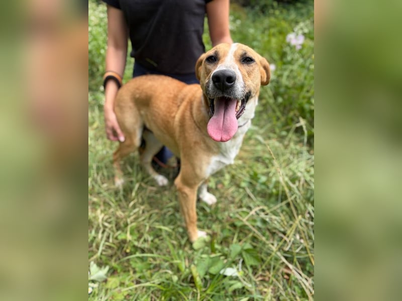 ROXY - die ausgeglichene, gesellige Hündin möchte DEIN Herz erobern!