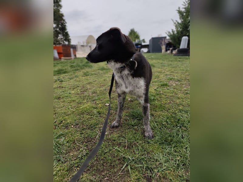 WALLI - die temperamentvolle Hündin sucht eine unternehmungslustige Familie