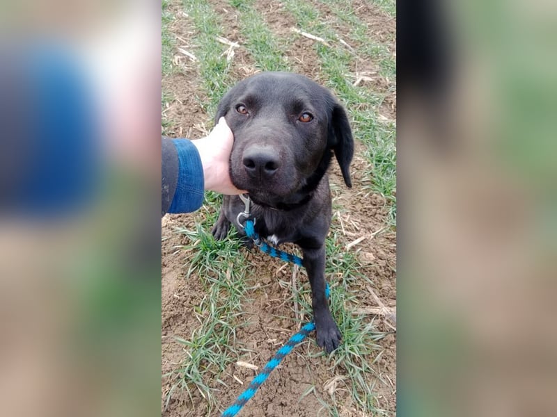 MOWGLI - das Powerpaket sucht eine aktive Familie mit Hundeerfahrung