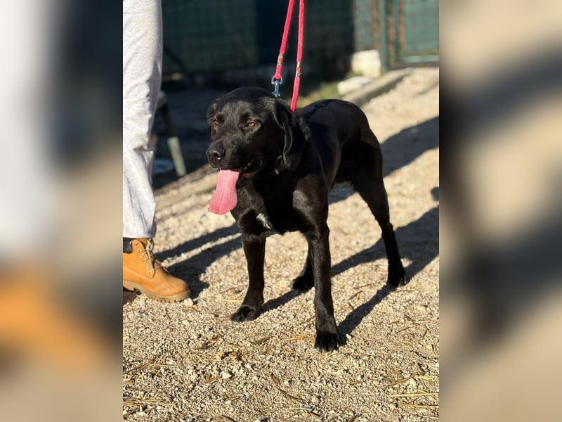 MOWGLI - das Powerpaket sucht eine aktive Familie mit Hundeerfahrung