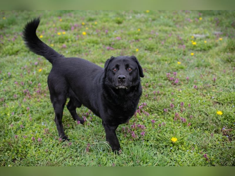 MADDOX - der aktive, gut gelaunte, starke Rüde liebt Menschen + hat keine Probleme mit Artgenossen