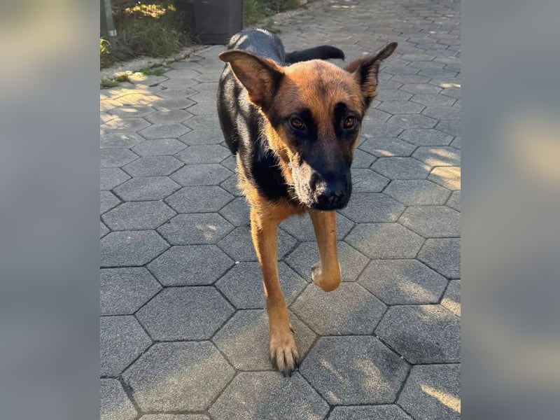 NAYRA - die ruhige, sanfte und anhängliche Hündin wünscht sich so sehr ein eigenes Zuhause...