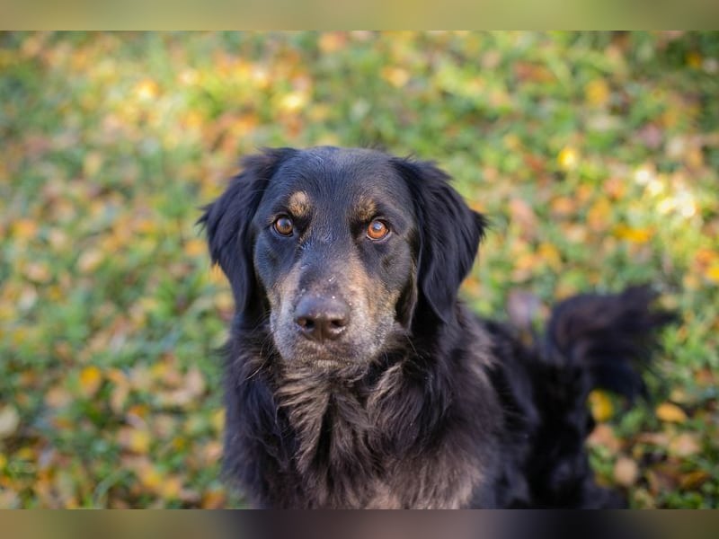 WHISKY - ich freue mich darauf, mit meinen Menschen die Welt zu entdecken!