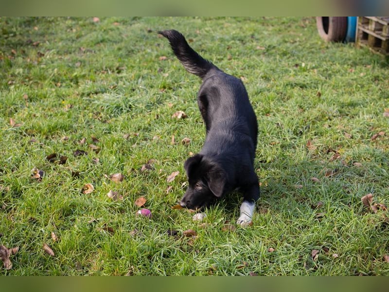 SENTA - diese tolle Begleiterin sucht ein liebevolles Für-Immer Zuhause