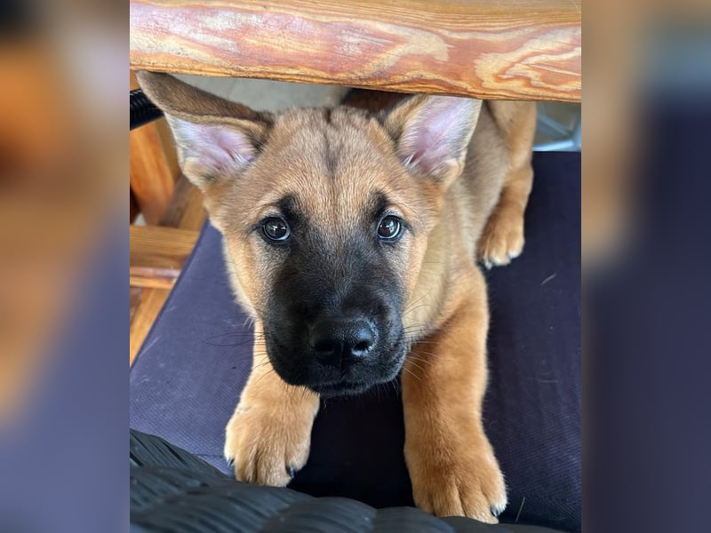 Welpe CHOPPER - der kleine Mann freut sich auf tolle Abenteuer mit seiner Familie!