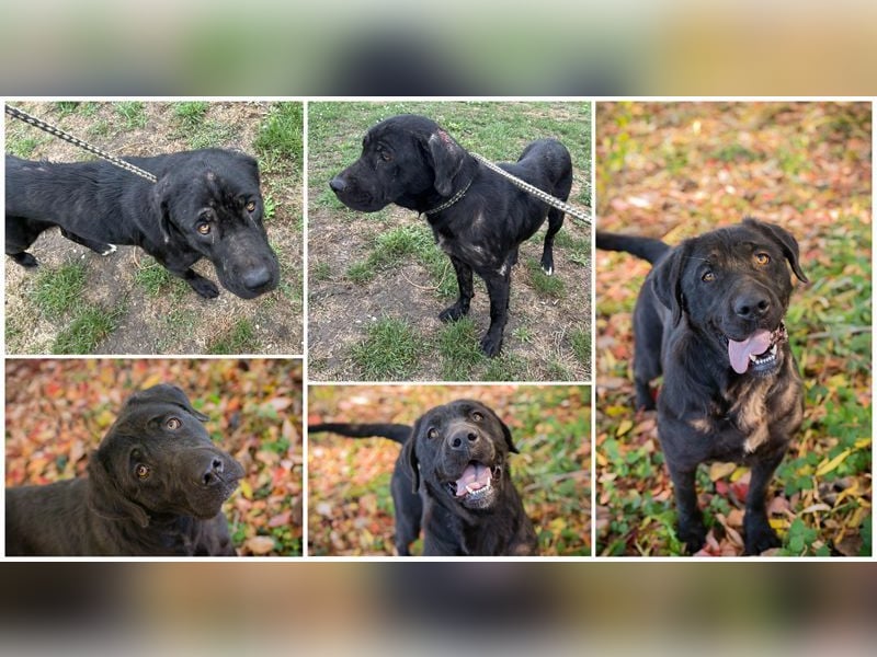 ISKA - black is beautiful - wer schenkt dieser tollen Schönheit ein Für-Immer Zuhause?