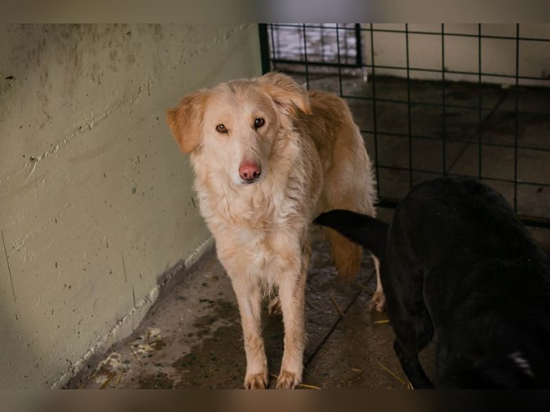 SUNNY - die süße Hündin ist noch ängstlich, daher sucht sie ein Zuhause bei geduldigen Menschen