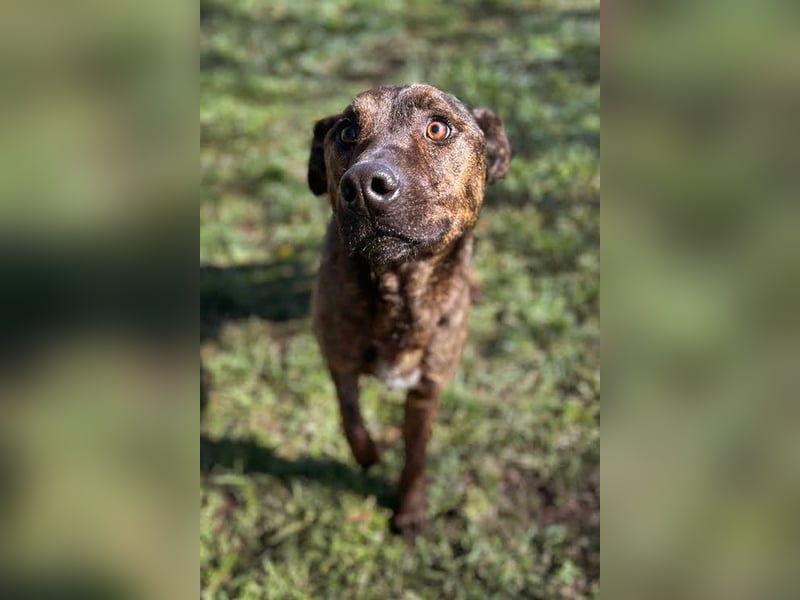 LEHMANN - der hübsche Rüde sucht ein liebevolles Für-Immer Zuhause