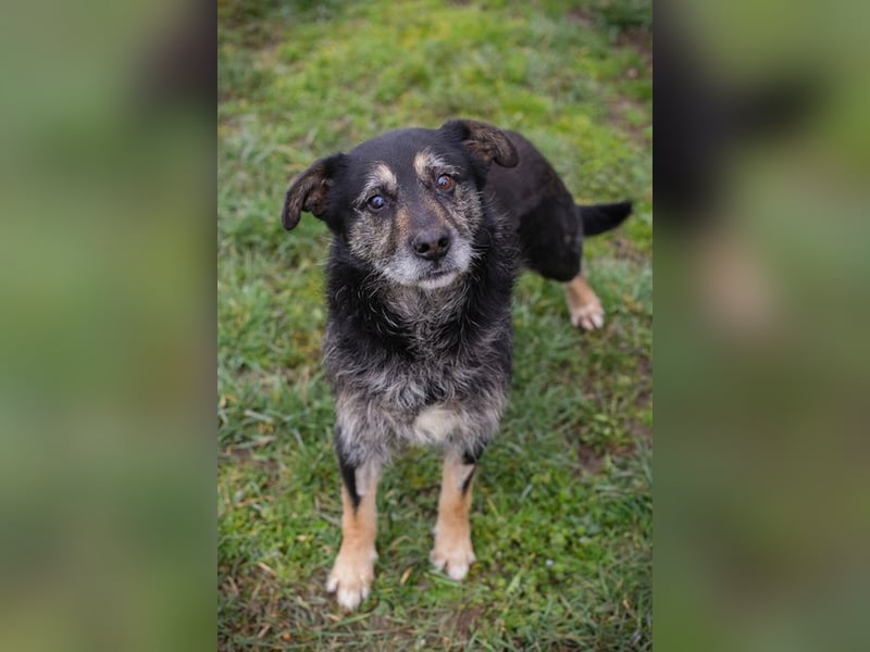 Chip-Nr. 271455 - ich  freue mich darauf, mit meinen Menschen die Welt zu entdecken!