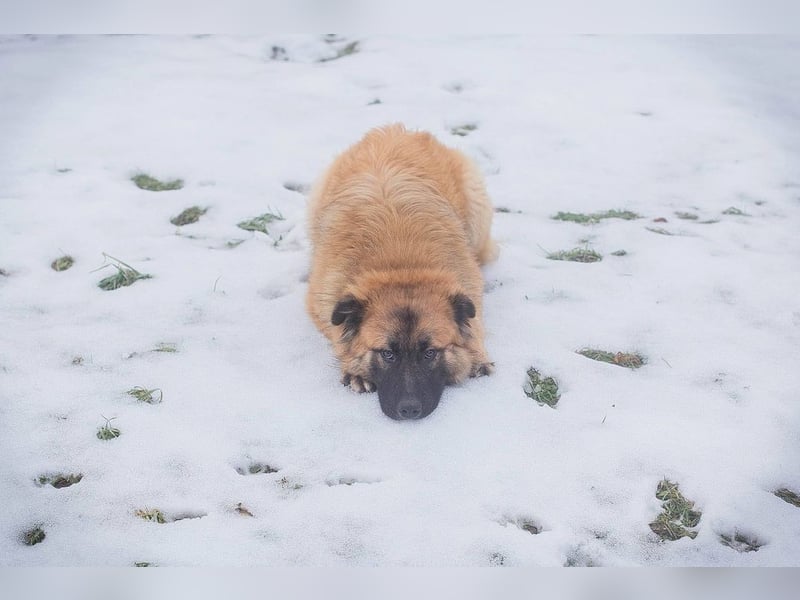 HEROY - der aktive, fröhliche Rüde freut sich auf eine tolle Zeit mit seinen Menschen!
