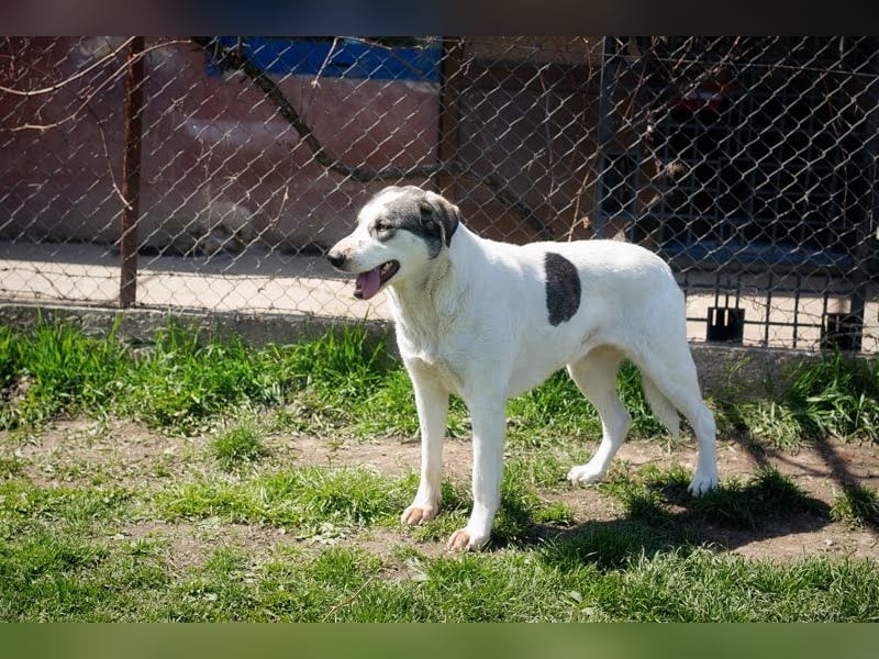 FLY - die nette und aufgeschlossene Hündin liebt Menschen und andere Hunde