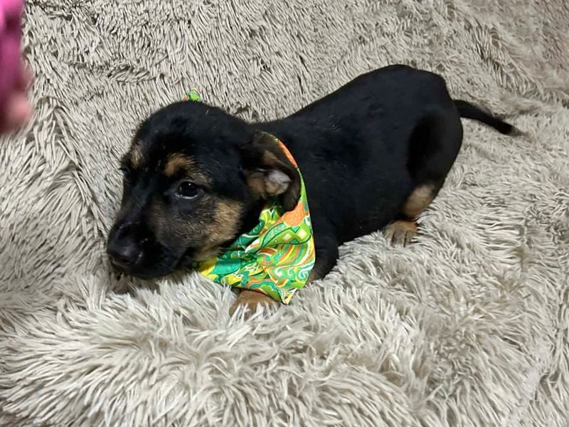 Welpe JAVID - ich freue mich auf tolle Abenteuer mit meinen Menschen!