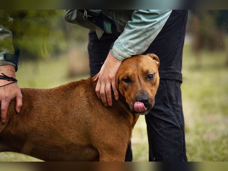 SOLO - der lustige und freundliche Rüde möchte ein Teil DEINER Familie sein!