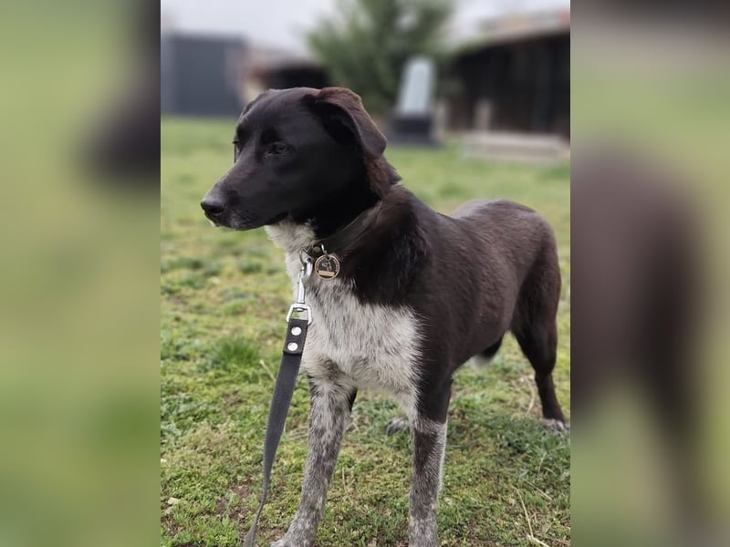 WALLI - die temperamentvolle Hündin sucht eine unternehmungslustige Familie