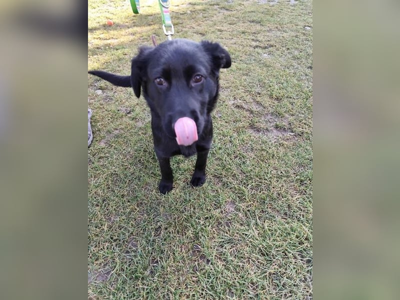 Welpe KORO - wenn ich groß bin möchte ich ein richtiger Familienhund sein!