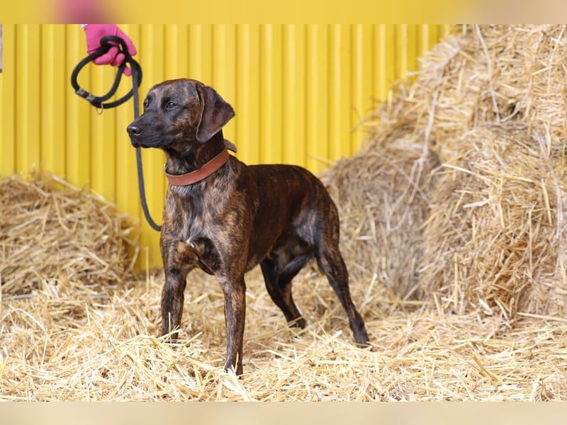 REX - Aktiv, verspielt, zurückhaltend.....wer möchte mit ihm lange Spaziergänge machen???