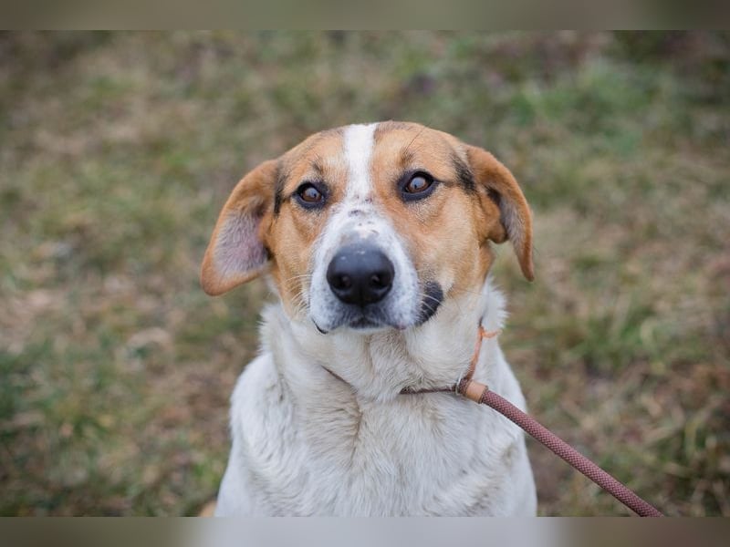 TOTO - der große und aktive Junghund möchte mit seinen Menschen die Welt entdecken!