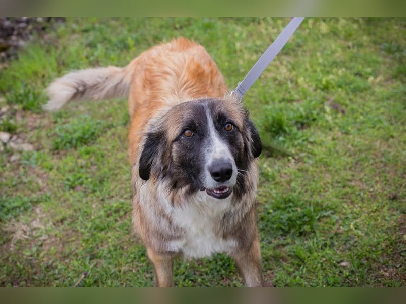 BALU - der brave, liebevolle Rüde sucht DRINGEND ein tolles Für-Immer Zuhause!!!