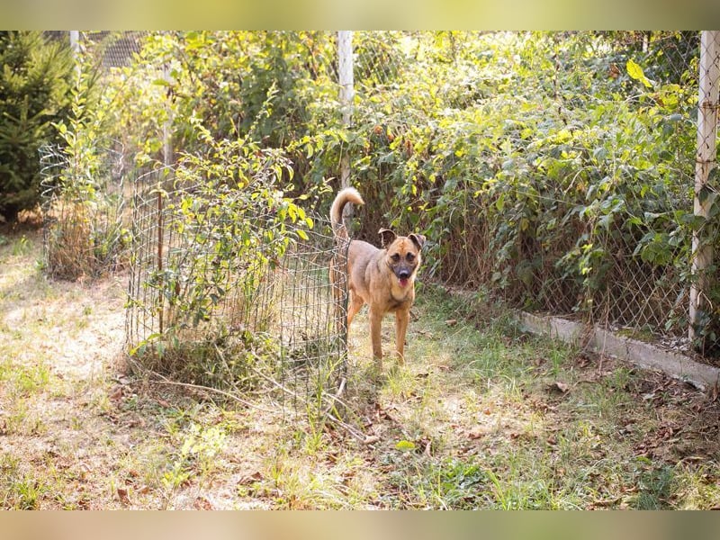 MIRO - der freundliche + aufgeschlossene Rüde träumt von einem eigenen Zuhause