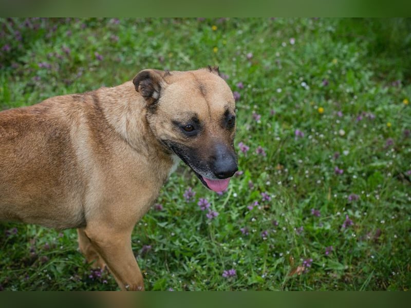 BERTA - neugieriger Balljunkie mit kleinem Handicap sucht Menschen mit Hundeerfahrung