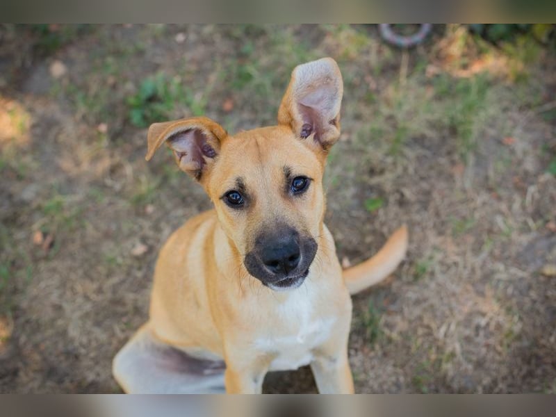 Welpe UNDA - die hübsche Maus sucht ein tolles Für-Immer Zuhause!