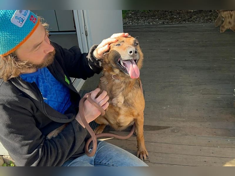 GABI - die liebe, aufgeschlossene Hündin träumt von einem liebevollen Für-Immer Zuhause