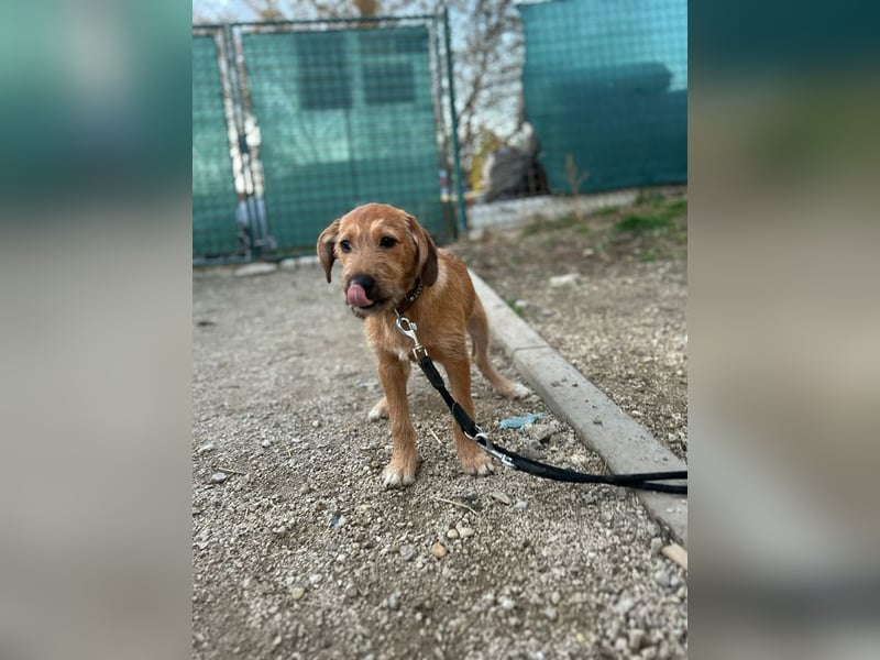 Welpe PANCHO - ich freue mich darauf, mit meinen Menschen die Welt zu entdecken!