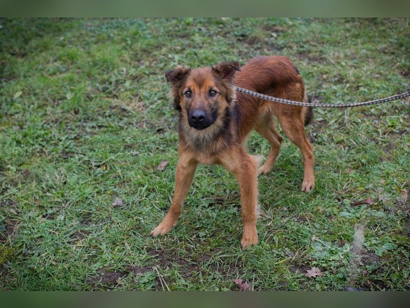 ANDREAS - der aktive und verspielte, liebe Hundemann sucht ein tolles Für-Immer Zuhause!