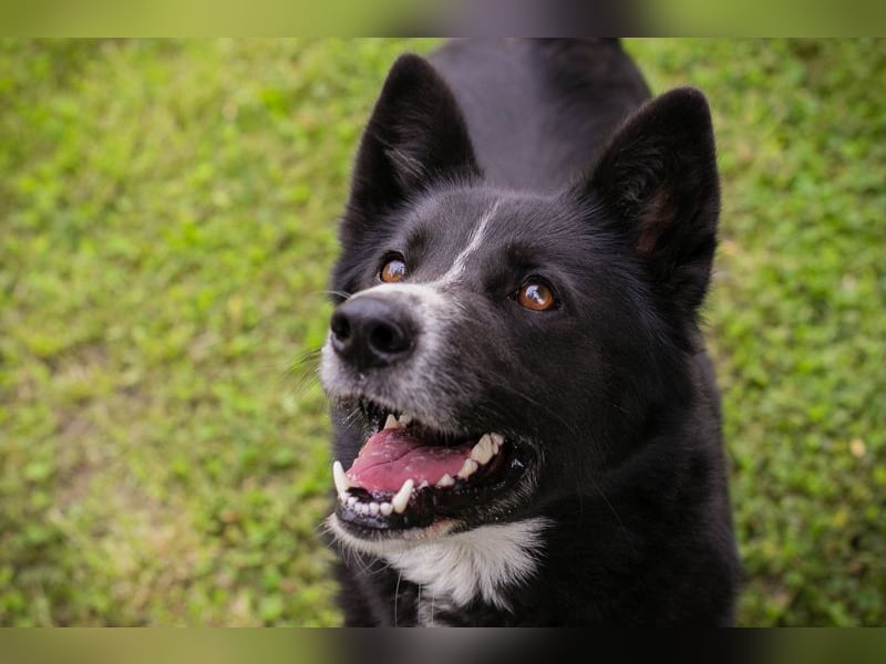 ANELA - die neugierige und kluge Hündin wünscht sich eine liebe Familie zum Lernen und Kuscheln