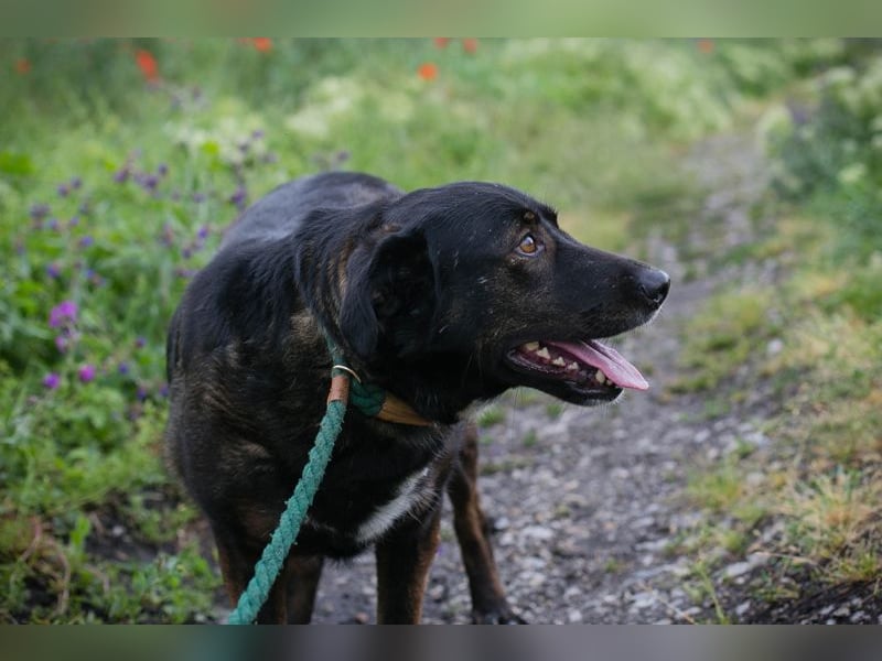 GWEN - anfangs etwas schüchtern, aber sie taut schnell auf und ist dann lieb und verschmust