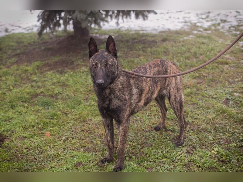 FILOU - lernen, spielen, kuscheln - wer schenkt mir ein tolles Zuhause?