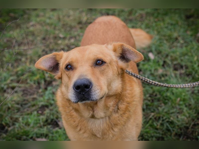 TYLER - schenkst du mir ein Für-Immer Zuhause?