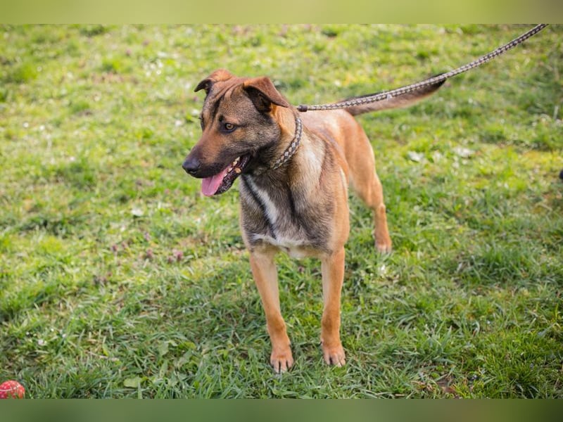 JASPER - im Tierheim habe ich großen Stress, deshalb suche ich dringend ein ruhiges Zuhause!