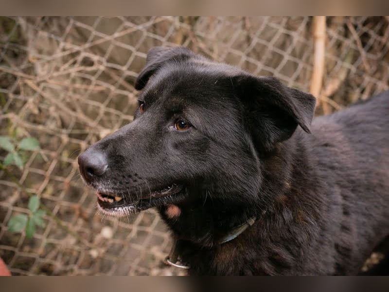 RIO - der aufgeschlossene Rüde hat keine Berührungsängste und spielt sehr gerne!
