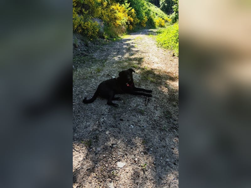 BAGHEERA - der aktive und aufgeweckte Rüde sucht ein tolles Für-Immer Zuhause!