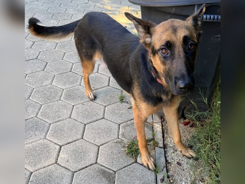 NAYRA - die ruhige, sanfte und anhängliche Hündin wünscht sich so sehr ein eigenes Zuhause...