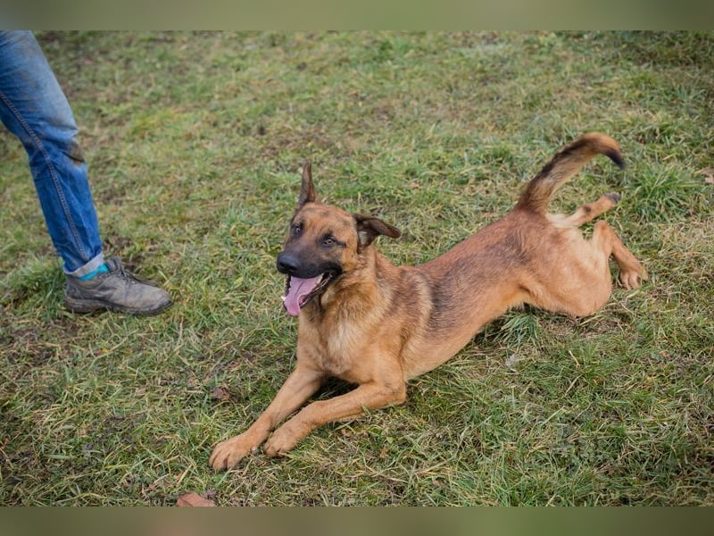 MICHAEL - der aufmerksame Rüde möchte gerne ein Teil DEINER Familie sein!