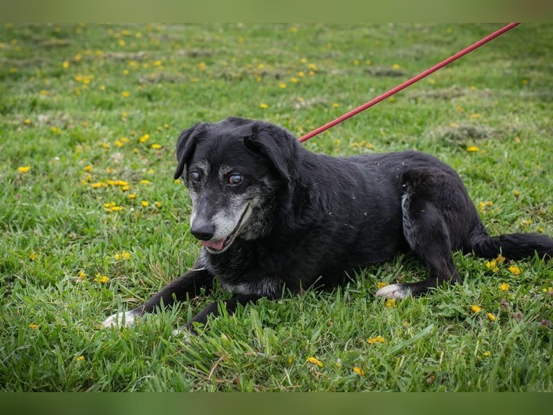 ROLFI - der liebe und zugängliche ältere Rüde sucht ein tolles Zuhause