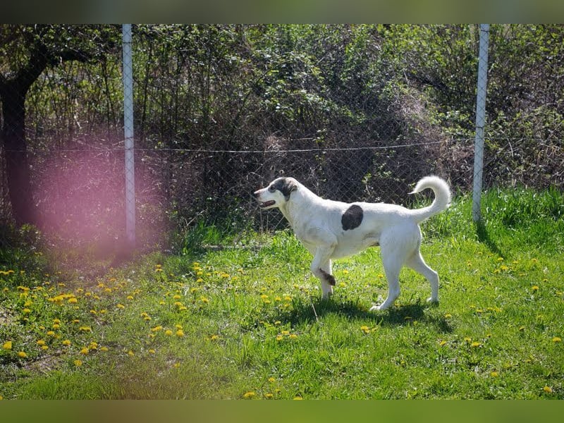 FLY - die nette und aufgeschlossene Hündin liebt Menschen und andere Hunde