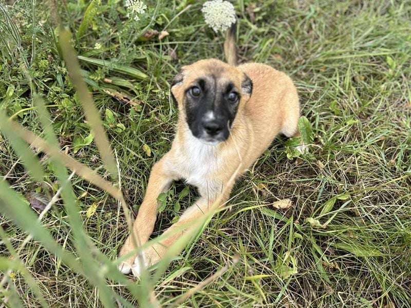 Welpe LEILA - wer möchte mit mir lernen, spielen, kuscheln und mich nie mehr alleine lassen?