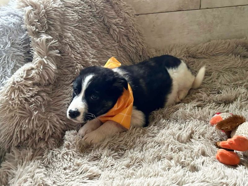 Welpe MILA - kuscheln, lernen, spielen - wer schenkt mir ein tolles Für-Immer Zuhause?