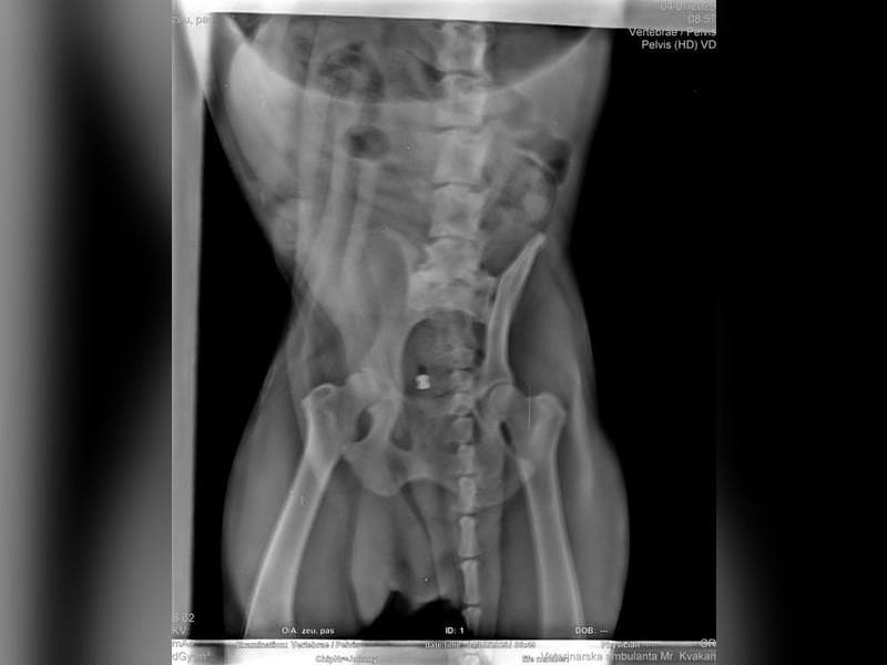 JONNY - der liebe Schatz sucht ein ruhiges, liebevolles Für-Immer Zuhause