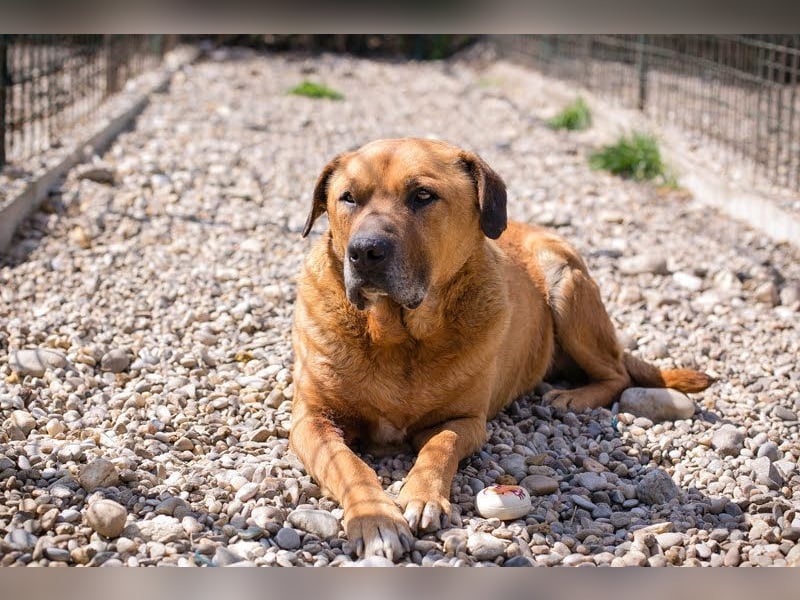 JOSCHKO - wer möchte dem kräftigen Senior zeigen, wie schön das Leben in einer Familie sein kann?