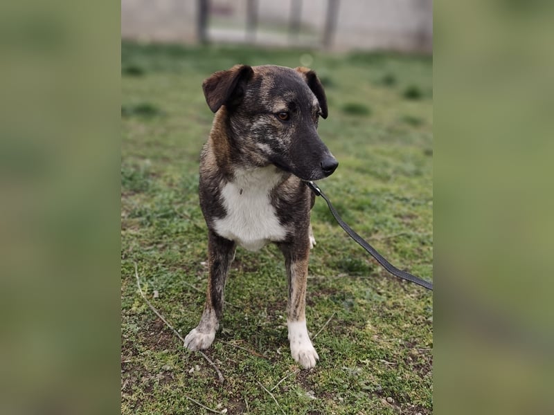 LUCY - die liebe und freundliche Hündin sucht eine unternehmungslustige Familie!