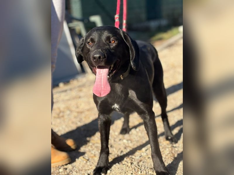 MOWGLI - das Powerpaket sucht eine aktive Familie mit Hundeerfahrung