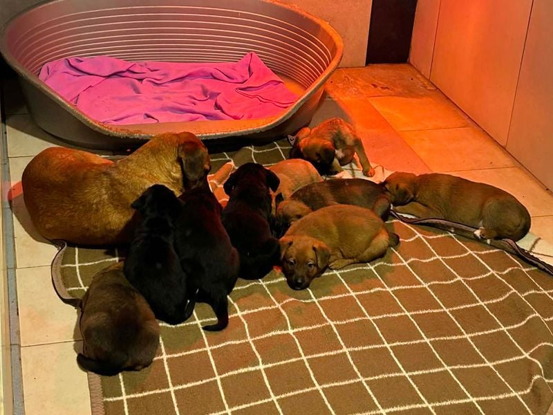 Welpe Chip-Nr. 256861 - ich suche einen Namen und am besten auch gleich ein eigenes Zuhause!